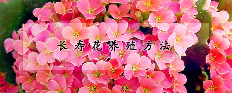 長壽花養(yǎng)殖方法