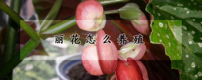 麗花怎么養(yǎng)殖