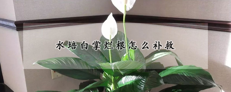 水培白掌爛根怎么補救