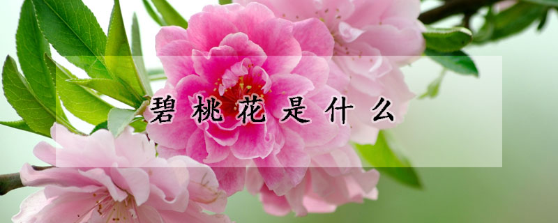 碧桃花是什么