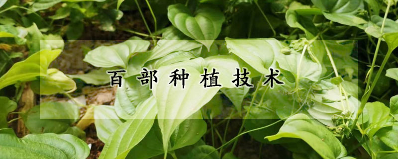 百部種植技術(shù)