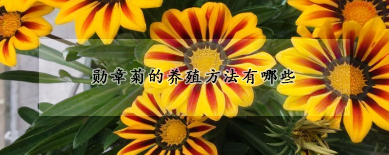 勛章菊的養(yǎng)殖方法有哪些