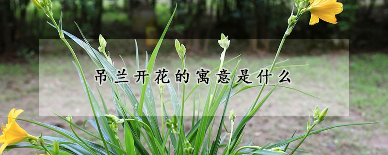 吊蘭開花的寓意是什么