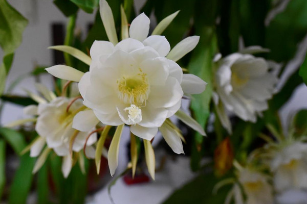 花語是遺憾錯過的花