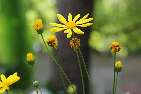 黃色雛菊花語是什么