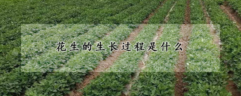 花生的生長過程是什么