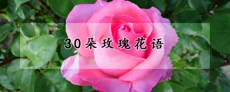 30朵玫瑰花語