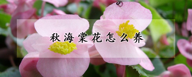 秋海棠花怎么養(yǎng)