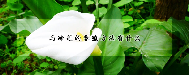 馬蹄蓮的養(yǎng)殖方法有什么