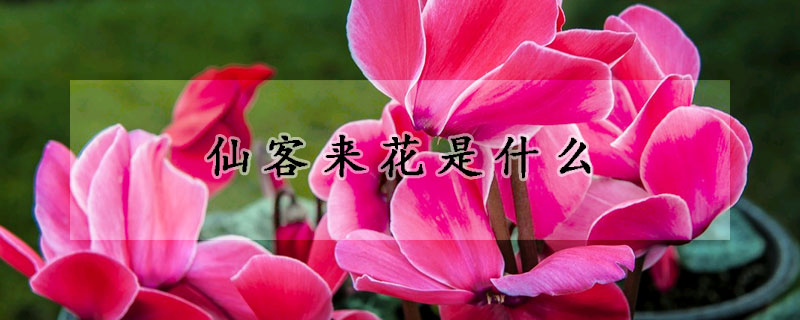 仙客來(lái)花是什么