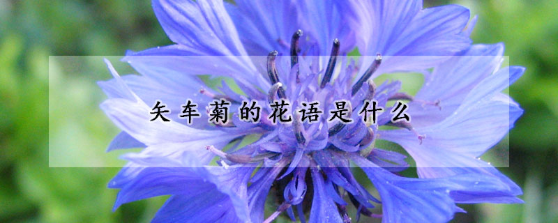 矢車菊的花語是什么