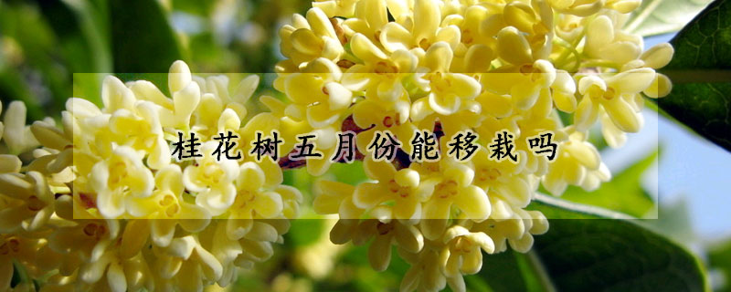 桂花樹五月份能移栽嗎