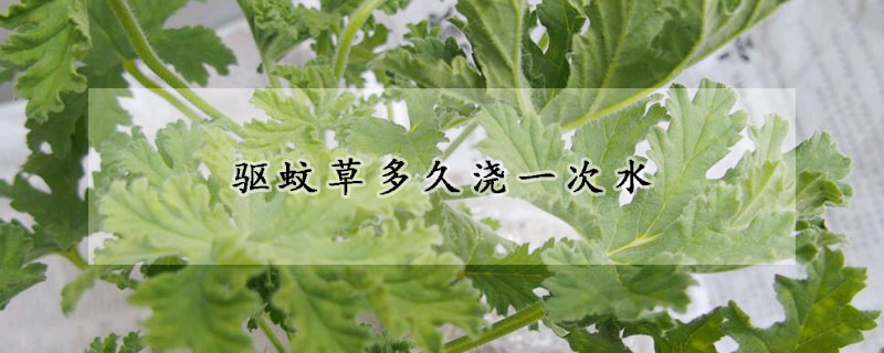 驅(qū)蚊草多久澆一次水