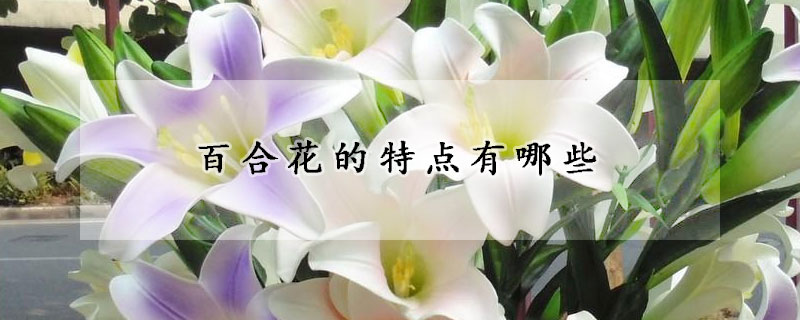 百合花的特點(diǎn)有哪些