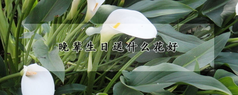 晚輩生日送什么花好