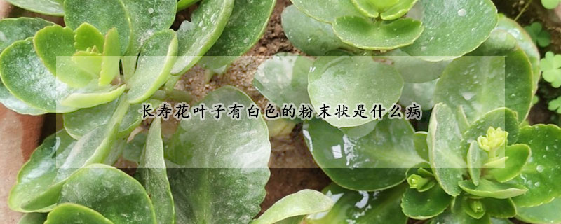 長壽花葉子有白色的粉末狀是什么病