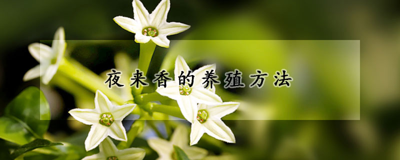 夜來香的養(yǎng)殖方法