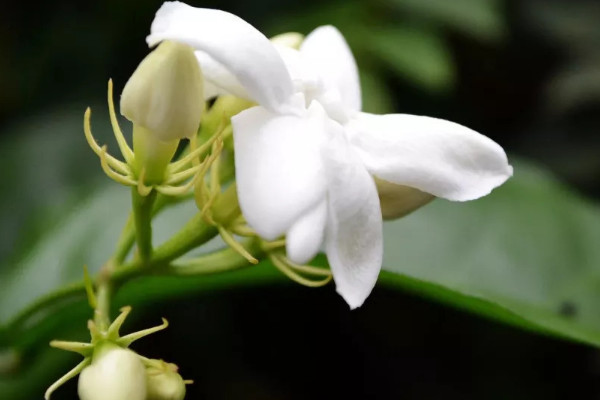 茉莉花花語(yǔ)和寓意是什么