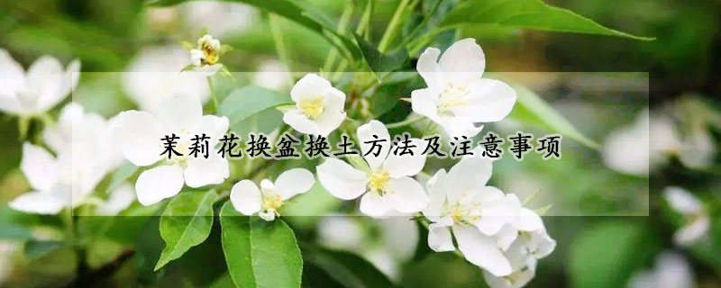 茉莉花換盆換土方法及注意事項