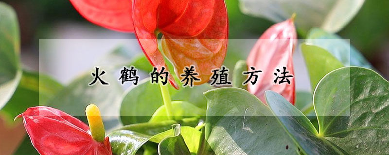 火鶴的養(yǎng)殖方法