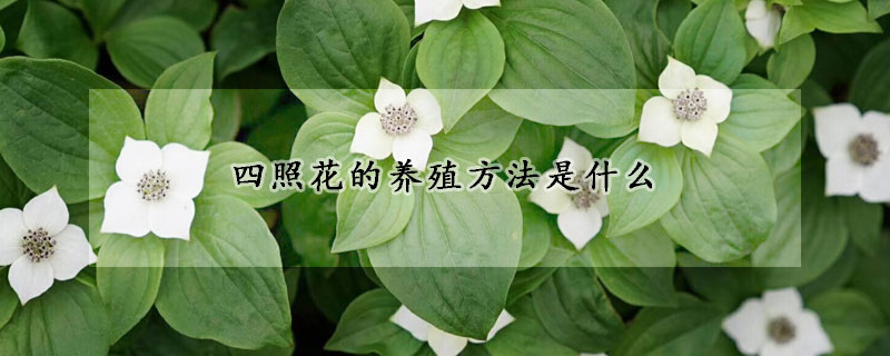 四照花的養(yǎng)殖方法是什么