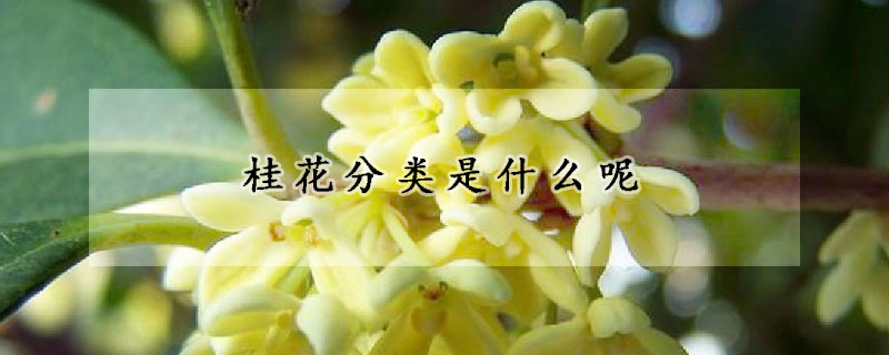 桂花分類是什么呢