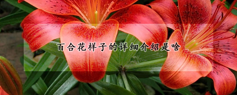 百合花樣子的詳細(xì)介紹是啥