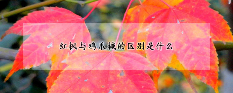 紅楓與雞爪槭的區別是什么