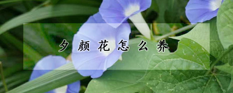 夕顏花怎么養(yǎng)