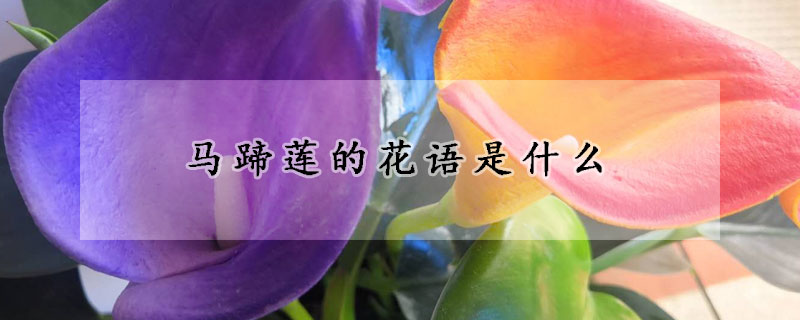 馬蹄蓮的花語是什么