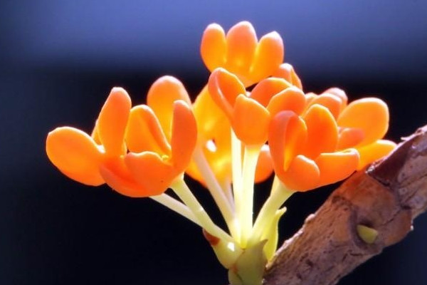 家里養桂花風水好嗎 家里養桂花風水有哪些講究