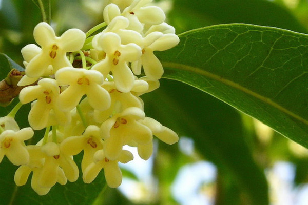 家里養桂花風水好嗎 家里養桂花風水有哪些講究