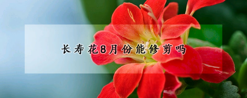 長壽花8月份能修剪嗎