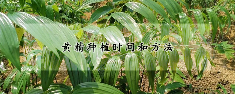 黃精種植時間和方法