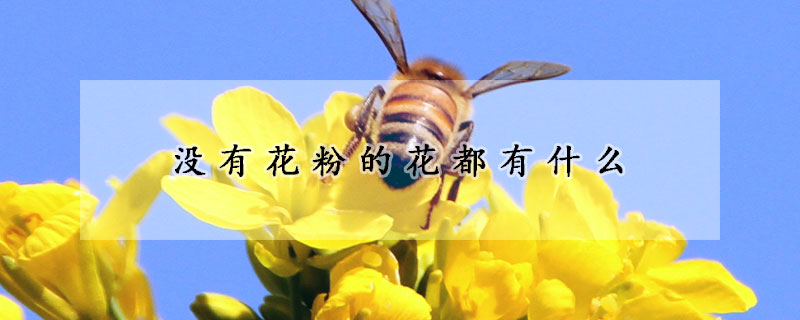 沒有花粉的花都有什么