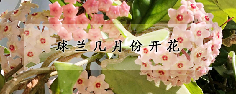 球蘭幾月份開花