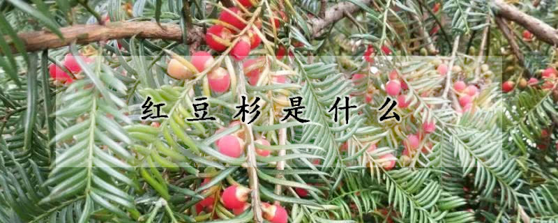 紅豆杉是什么