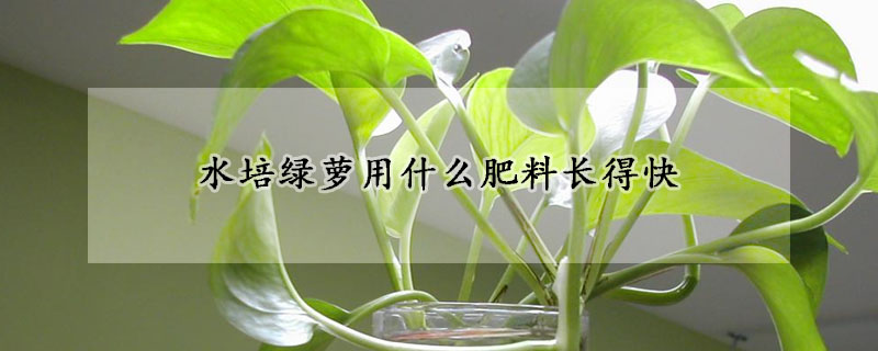 水培綠蘿用什么肥料長得快