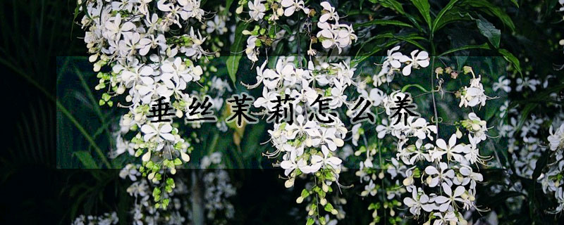 垂絲茉莉怎么養(yǎng)