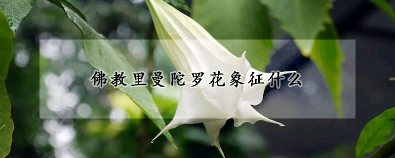 佛教里曼陀羅花象征什么