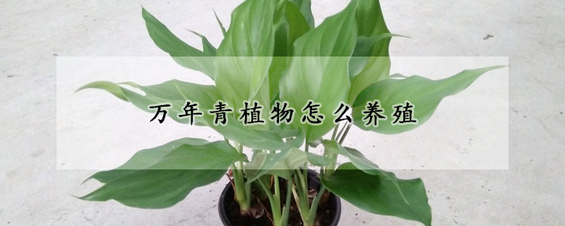 萬年青植物怎么養殖