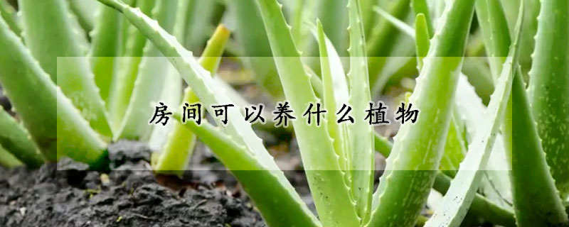 房間可以養什么植物