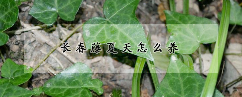 長(zhǎng)春藤夏天怎么養(yǎng)