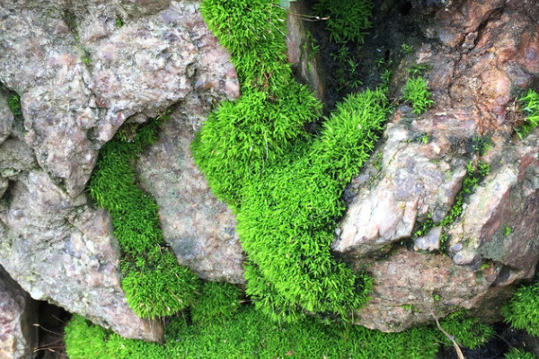 苔蘚是什么植物