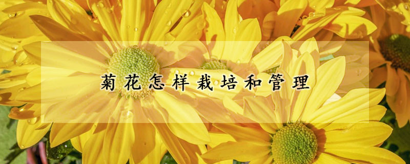 菊花怎樣栽培和管理