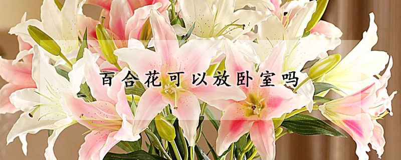 百合花可以放臥室嗎