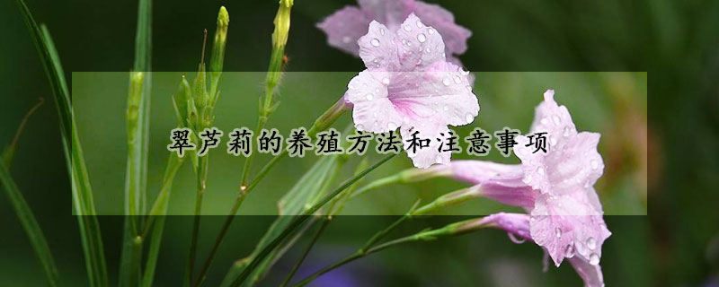 翠蘆莉的養(yǎng)殖方法和注意事項(xiàng)