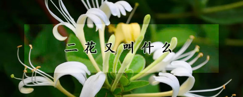 二花又叫什么