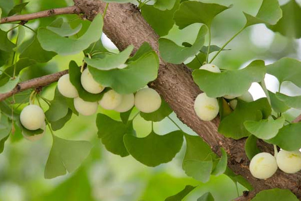 秋季植樹最佳時間 秋季適合種什么樹