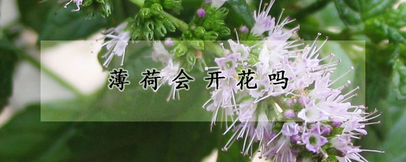 薄荷會開花嗎